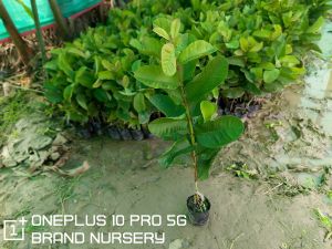 Red Diamond Guava For Garden