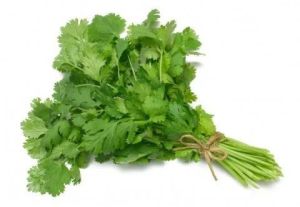 Fresh Coriander Leaves For Cooking