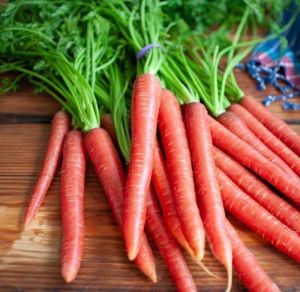 Natural Fresh Red Carrot For Food