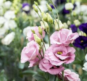 Natural Lisianthus Fresh Flower For Decorative