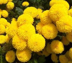 Yellow Chrysanthemum Flower