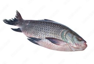 Catla Fish For Cooking, Food, Human Consumption