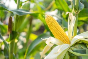 Common Fresh Yellow Maize For Human Consumption