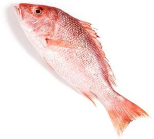 Frozen Red Snapper Fish For Human Consumption