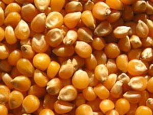 Natural Corn Seed For Human Consumption