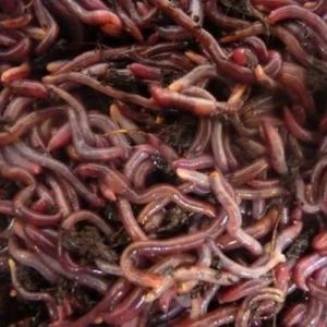 Eisinia Fetida Earthworms For Agriculture