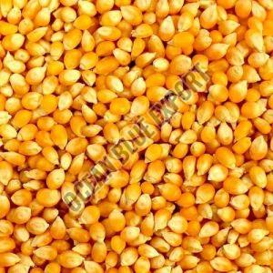 Natural Yellow Maize Corn, Packaging Type : Bag