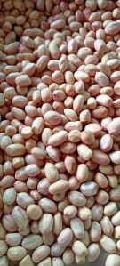 Groundnut