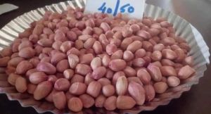 Groundnut Shell