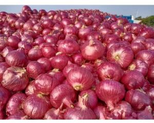 A Grade Fresh Red Onion For Food