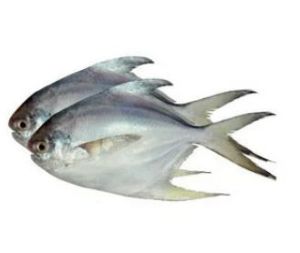 Frozen Pomfret Fish, Packaging Type : Vaccum Packed