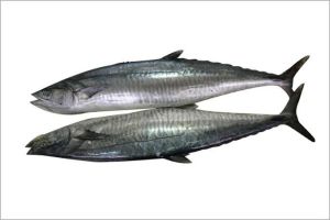 Frozen Spanish Mackerel Fish For Cooking