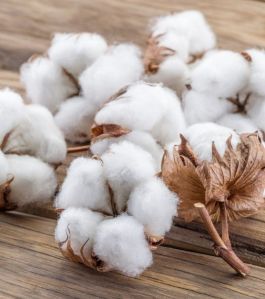 Plain Raw Cotton For Textile Industry