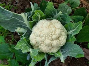 Cauliflower