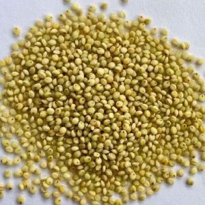 Fine Processed Natural Browntop Millet For Cooking