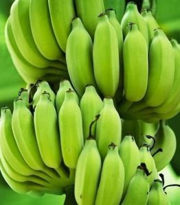 Natural Fresh Green Banana, Packaging Size : 5-10kg