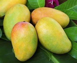 Fresh Kesar Mango