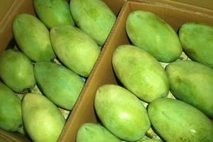 Fresh Langra Mango, Packaging Type : Plastic Bag