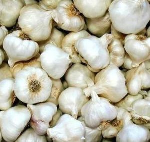 Fresh Natural Garlic For Cooking