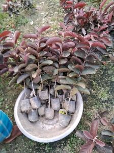 Black Diamond Guava Plant