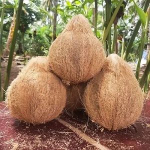 Dry Semi Husked Coconut, Packaging Size : 5-10kg