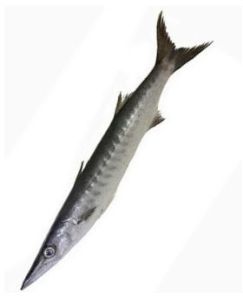 Fresh Barracuda Fish For Restaurants