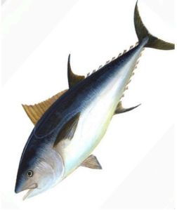 Fresh Yellowfin Tuna Fish For Restaurants