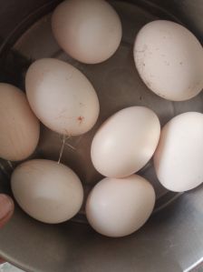 Desi Eggs