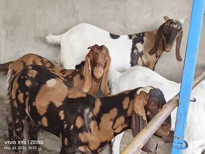 Sirohi Goat