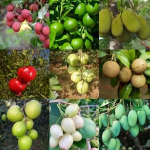 Fruit Plants