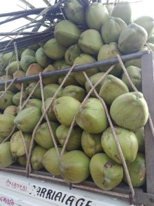 Green Tender Coconut, Available Grades : A Grade for Consumption