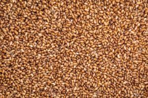 Teff Seeds