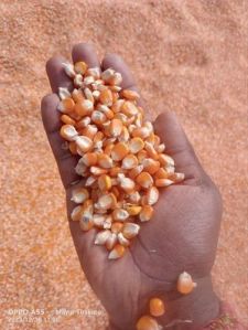 Organic Yellow Maize Seeds For Food Processing