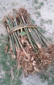 Bamboo Rhizome Plant