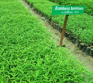 Bambusa Bamboos Plant