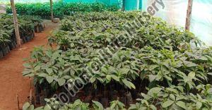 Avacado Plant, For Outdoor, Packaging Type : Plastic Bag