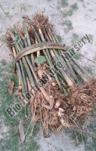 Bamboo Rhizome Plant For Garden