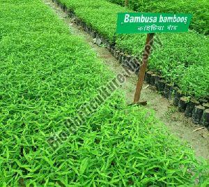 Bambusa Bamboos Plant, Color : Green, Botanical Name : Bambusoideae