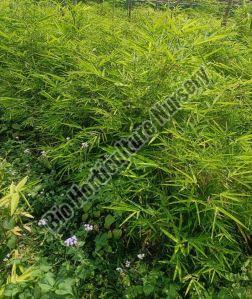 Bambusa Polymorpha Plant For Plantation