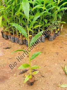 Cardamom Plants