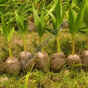 Organic Coconut Plant, Color : Green