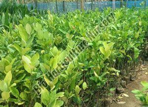 Natural Kaji Lemon Plant, Size : Large, Medium, Small