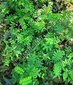 Khair Plant, For Outdoor, Length : Natural