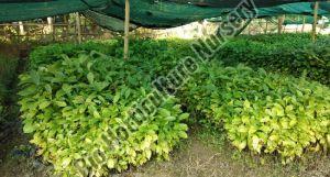 Tea Plant, For Outdoor, Packaging Type : Plastic Bag