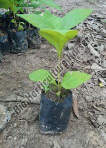 Wood Teak Plant, For Plantation, Color : Green