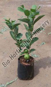 Organic VNR Guava Plant, For Garden, House, Park, Feature : Disease Free, Fast Growth, Fresh, High Yield