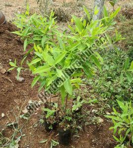 White Sandalwood Plants, Color : Dark Green, Green, Light Green