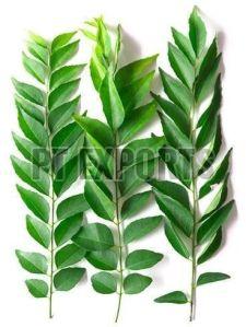 Organic Fresh Green Curry Leaves For Food Medicine