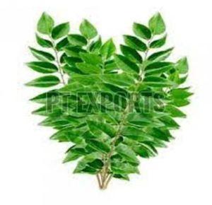 Organic Natural Curry Leaves For Food Medicine