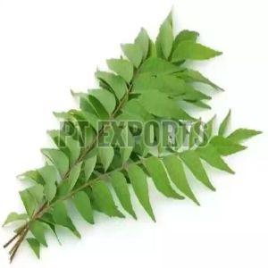 Organic Curry Leaves For Food Medicine